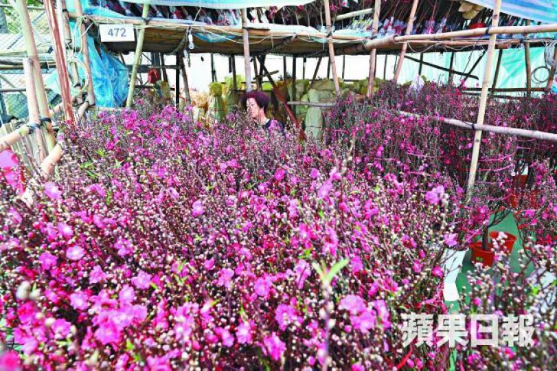 不少桃花受天氣和暖影響，未到年三十已開花。何家達攝桃花大王劉海濤一班理大生開檔起名為「傻豬黎嘅」，主打自家設計T恤和毛巾。