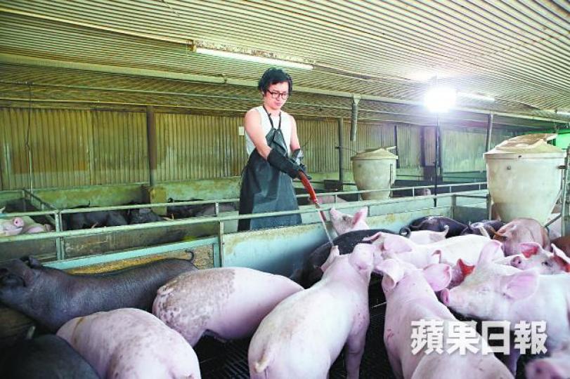 林作笑指將踏入豬年,當然要到豬場幫豬隻沖涼洗白白。林作行入豬欄幫豬隻沖涼兼擦身,被群豬咬腳。抱起幾個星期大BB豬的林作,大讚豬仔可愛。林作早前和裕美蜜遊北海道,似乎已行愛情運。資料圖片 林作笑指將踏入豬年,當然要到豬場幫豬隻沖涼洗白白。林作行入豬欄幫豬隻沖涼兼擦身,被群豬咬腳。抱起幾個星期大BB豬的林作,大讚豬仔可愛。林作早前和裕美蜜遊北海道,似乎已行愛情運。資料圖片