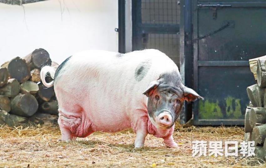 大花白豬偏肥多脂肪,已被市場淘汰。馬泉崇攝嘉道理農場內現有五隻大花白豬,成為吸引遊人的動物明星。肥豬每天的伙食包括有機蔬果。 大花白豬偏肥多脂肪,已被市場淘汰。馬泉崇攝嘉道理農場內現有五隻大花白豬,成為吸引遊人的動物明星。肥豬每天的伙食包括有機蔬果。