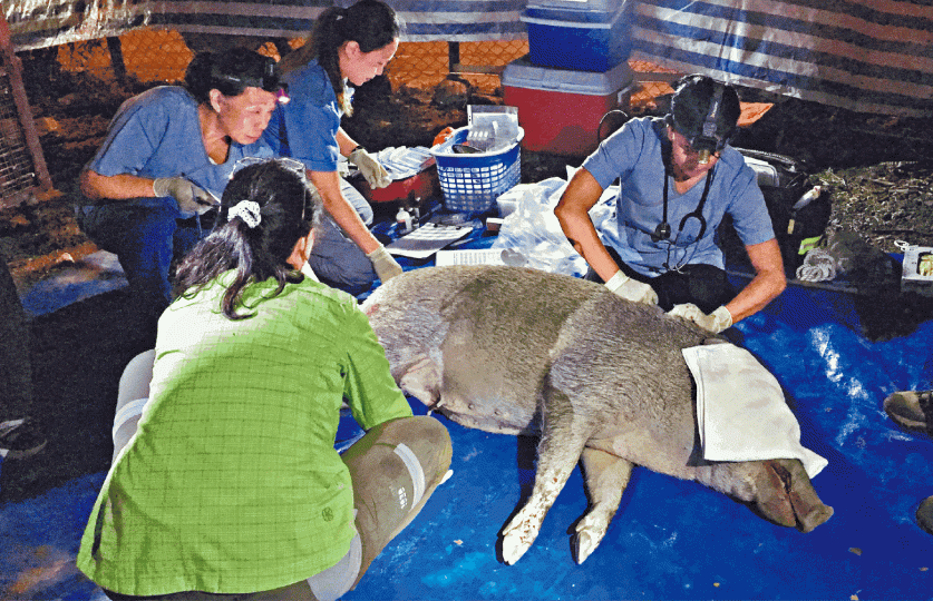 獸醫為野豬注射避孕疫苗,在成熟雌性野豬身上的有效期約為四至六年。漁護署提供圖片在郊野公園見到野豬的機會率頗高,牠們一般都是埋頭在地上找尋食物,不會打擾遊人。小豬過馬路,有大旅遊巴經過,險象環生,幸好司機開得不快。作為道路使用者,任何人都要留意路況。Wesley黃豪賢漁護署「捕捉、避孕、搬遷」先導計劃的器材包括麻醉鏢、追蹤器、晶片讀取器、全球定位追蹤器等。幼豬雖然可愛,畢竟是野生動物,不應過份靠近和餵食。漁護署提供圖片 獸醫為野豬注射避孕疫苗,在成熟雌性野豬身上的有效期約為四至六年。漁護署提供圖片在郊野公園見到野豬的機會率頗高,牠們一般都是埋頭在地上找尋食物,不會打擾遊人。小豬過馬路,有大旅遊巴經過,險象環生,幸好司機開得不快。作為道路使用者,任何人都要留意路況。Wesley黃豪賢漁護署「捕捉、避孕、搬遷」先導計劃的器材包括麻醉鏢、追蹤器、晶片讀取器、全球定位追蹤器等。幼豬雖然可愛,畢竟是野生動物,不應過份靠近和餵食。漁護署提供圖片