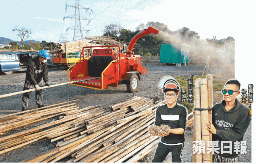 碎木機不消10分鐘已可將約200根竹枝碎成0.7立方米的竹碎片,碎片後可作防止雜草生長的覆蓋物,燒成灰則可作肥料。黎樹雄攝本港地盤每年消耗450萬至550萬根竹枝,大部份送往堆填區。 碎木機不消10分鐘已可將約200根竹枝碎成0.7立方米的竹碎片,碎片後可作防止雜草生長的覆蓋物,燒成灰則可作肥料。黎樹雄攝本港地盤每年消耗450萬至550萬根竹枝,大部份送往堆填區。