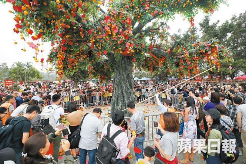 林村仿真許願樹日前遭扯斷枝幹後，主辦單位將樹下圍封，工作人員用長棒將跌下的寶牒勾回。謝榮耀攝女童拋寶牒時一臉興奮。仿真許願樹年初二遭遊人扯斷枝幹。