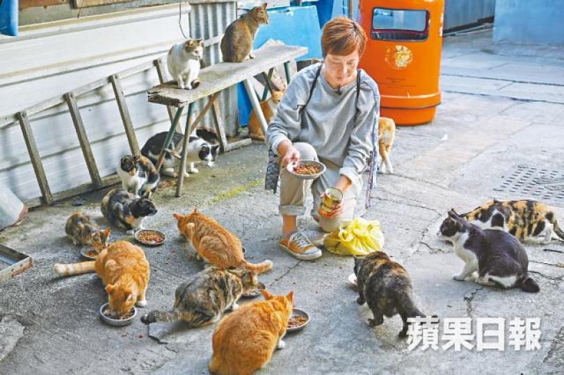 與丈夫鬧離婚、工作不如意,經歷人生低谷,張敏芳說重回大澳初期終日苦口苦面,是島上的貓治癒了她。敏芳與Hiyuki(中)和黃書朗(右)成立社區組織,沒人沒錢沒資源,勇字行頭。「大澳非茂里」工作室,原址為貓澳咖啡店。港台開拍義工故事《義想天開》,當中周家怡主演的「原居貓」就以張敏芳為故事藍本。受訪者提供相片92歲的盧細喜(右)是東京士多老闆,這天小記者來訪,面對不同提問,這個大澳老人訴說一個又一個動人故事。山竹後的佳燈會,展現劫後重生的美麗一幕。受訪者提供相片 與丈夫鬧離婚、工作不如意,經歷人生低谷,張敏芳說重回大澳初期終日苦口苦面,是島上的貓治癒了她。敏芳與Hiyuki(中)和黃書朗(右)成立社區組織,沒人沒錢沒資源,勇字行頭。「大澳非茂里」工作室,原址為貓澳咖啡店。港台開拍義工故事《義想天開》,當中周家怡主演的「原居貓」就以張敏芳為故事藍本。受訪者提供相片92歲的盧細喜(右)是東京士多老闆,這天小記者來訪,面對不同提問,這個大澳老人訴說一個又一個動人故事。山竹後的佳燈會,展現劫後重生的美麗一幕。受訪者提供相片