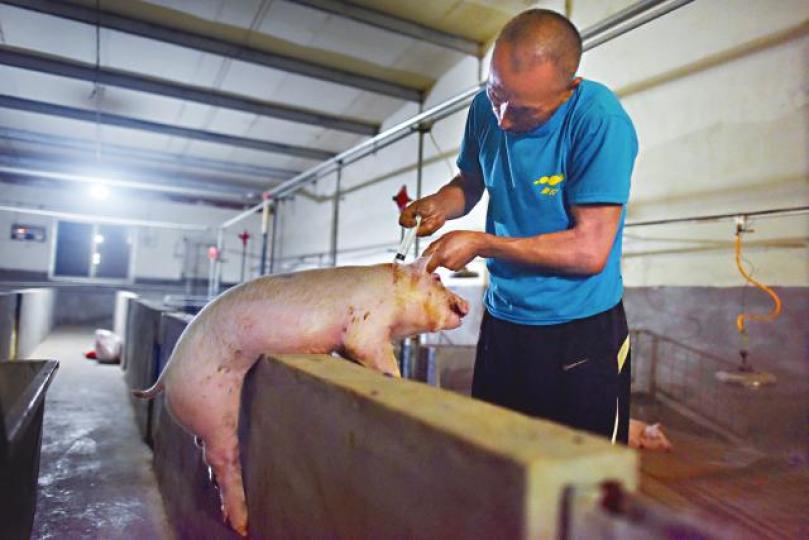 內地非洲豬瘟疫情嚴重,豬肉製品也驗出豬瘟病毒。資料圖片三全食品的灌湯水餃驗出非洲豬瘟病毒。 內地非洲豬瘟疫情嚴重,豬肉製品也驗出豬瘟病毒。資料圖片三全食品的灌湯水餃驗出非洲豬瘟病毒。