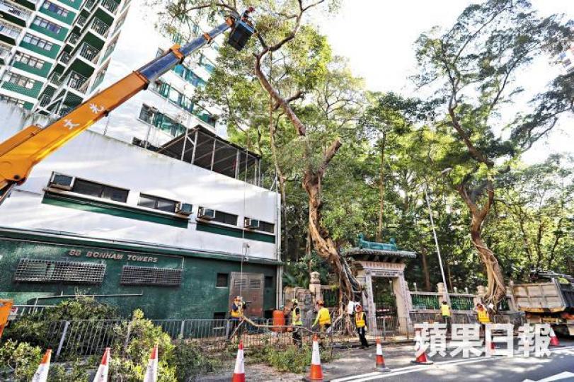 港大鄧志昂樓前兩棵樹齡逾80年的細葉榕去年突被「處決」。資料圖片 港大鄧志昂樓前兩棵樹齡逾80年的細葉榕去年突被「處決」。資料圖片