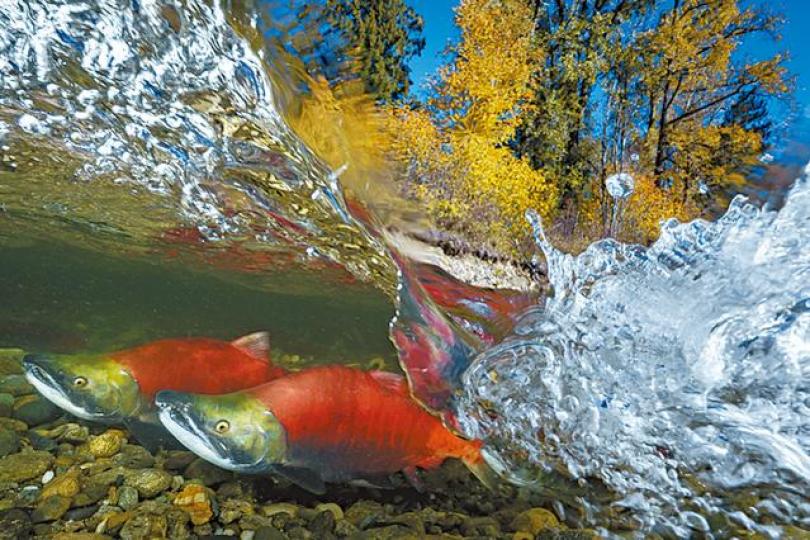 吳永森的得獎作品「三文魚洄游」。吳永森 吳永森的得獎作品「三文魚洄游」。吳永森