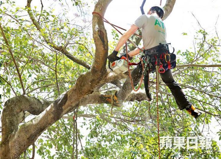 樹藝行業人手短缺,當局計劃提供資助鼓勵年輕人入行。資料圖片 樹藝行業人手短缺,當局計劃提供資助鼓勵年輕人入行。資料圖片