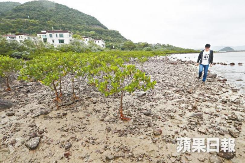 企嶺下岸邊泥灘上的紅樹林,品種屬全港最豐富。資料圖片 企嶺下岸邊泥灘上的紅樹林,品種屬全港最豐富。資料圖片