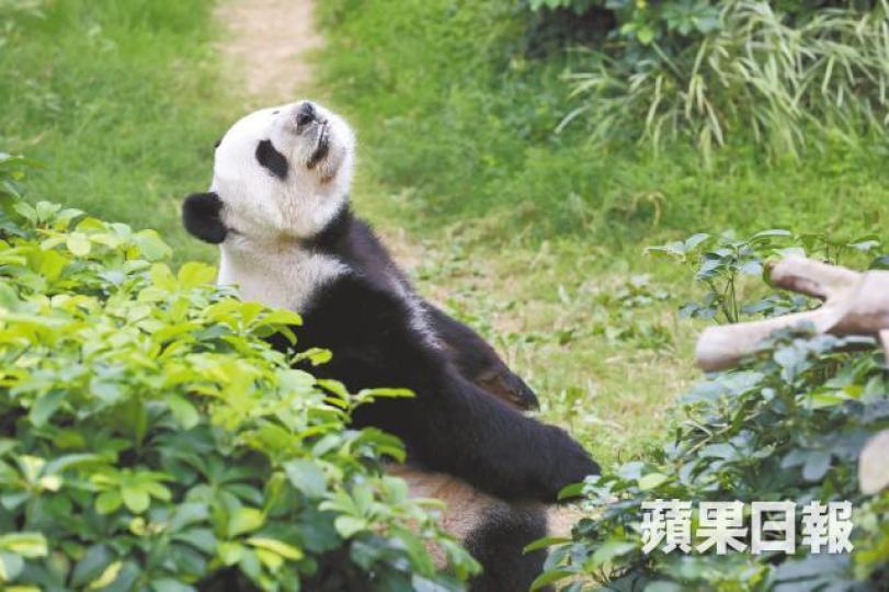 海洋公園指盈盈每年一次的發情期已開始,應留港交配。謝榮耀攝劉宏葆(右)催促盈盈樂樂到內地繁殖,海洋公園總裁李繩宗(中)開腔婉拒。樂樂愛吃竹,但熊貓的腸胃無法充份消化,難做體力消耗大的運動。卧龍神樹坪基地有不少熊貓可供交配。張柏基攝 海洋公園指盈盈每年一次的發情期已開始,應留港交配。謝榮耀攝劉宏葆(右)催促盈盈樂樂到內地繁殖,海洋公園總裁李繩宗(中)開腔婉拒。樂樂愛吃竹,但熊貓的腸胃無法充份消化,難做體力消耗大的運動。卧龍神樹坪基地有不少熊貓可供交配。張柏基攝