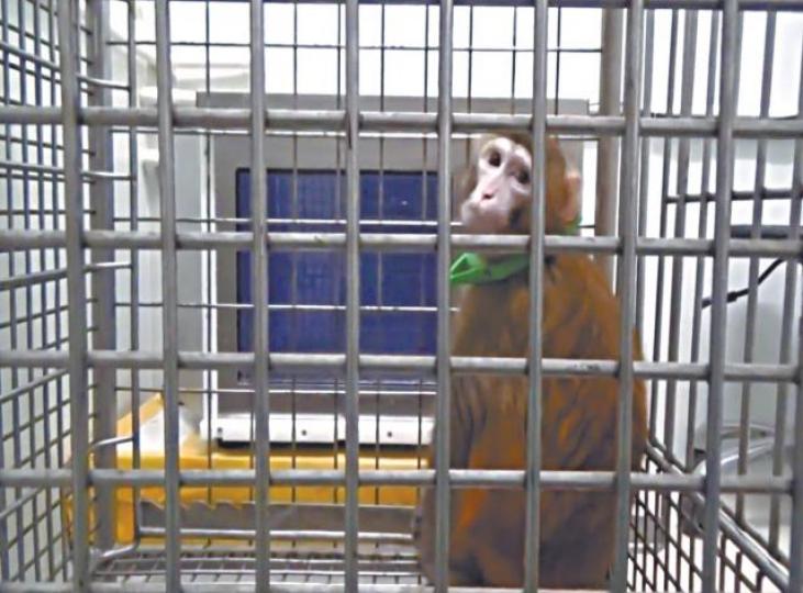 被植入人類基因的獮猴。實驗發起人宿兵 被植入人類基因的獮猴。實驗發起人宿兵