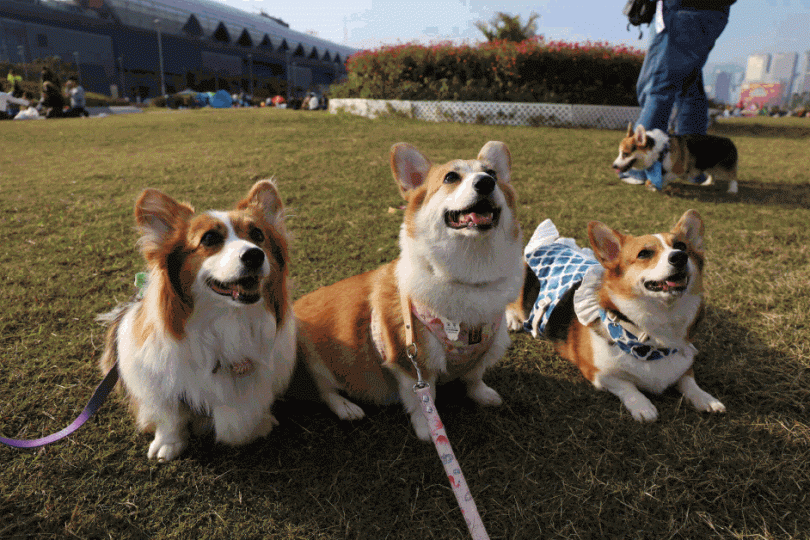康文署推出的「寵物共享公園」試驗計劃,啟德跑道公園是其中一個試驗公園。互聯網 康文署推出的「寵物共享公園」試驗計劃,啟德跑道公園是其中一個試驗公園。互聯網