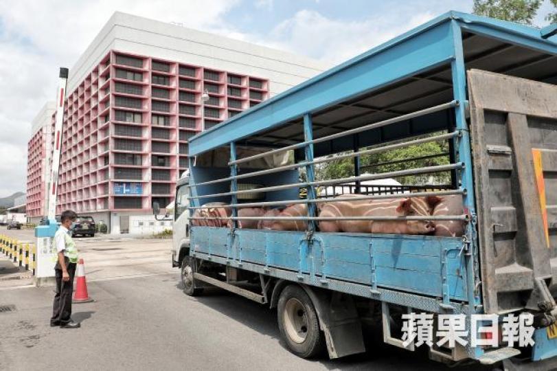 鮮肉今起恢復供應,有餐廳職員估計「好多舖頭爭」。許頌明攝 鮮肉今起恢復供應,有餐廳職員估計「好多舖頭爭」。許頌明攝