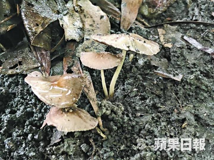 上水北區公園發現可致酒醉型中毒的鬼傘。
