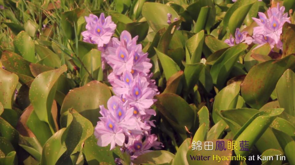 Water Hyacinths