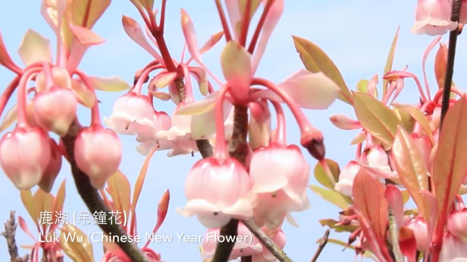 FolloMe隨我行 📹 伴湖鈴兒 － 鹿湖吊鐘花