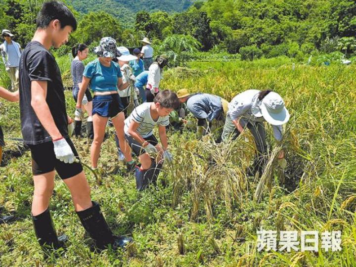 【野人周記】心耕，深耕，荔枝窩1