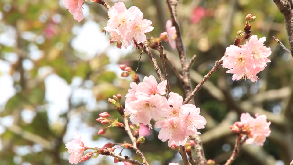 FolloMe隨我行｜維港之桜 － 鰂魚涌櫻花