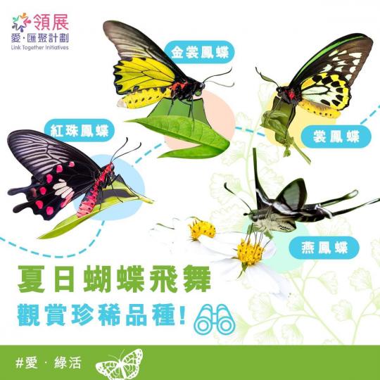 【愛‧綠活】珍稀蝴蝶飛舞 夏日賞蝶好時機
