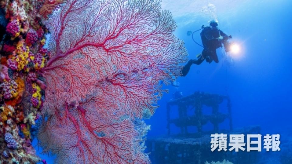 台灣最正潛水勝地 千歲珊瑚倒下變侵侵頭像4