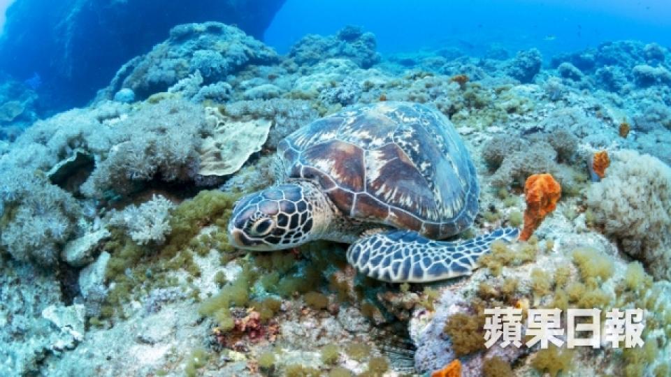 台灣最正潛水勝地 千歲珊瑚倒下變侵侵頭像6