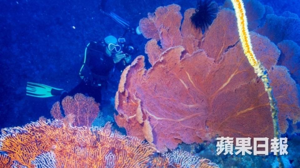 太平洋上遺世小島 水下三十米看懸崖峭壁7