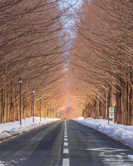 滋賀縣高島市隱藏的紅葉景點「水杉林蔭大道」...