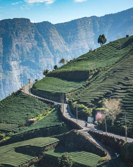位在梅山鄉最寧靜位置的「太和茶園」...