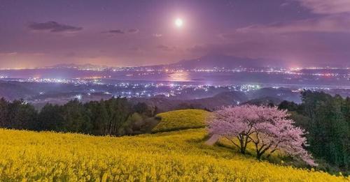 油菜花和櫻花的季節剛好重疊...