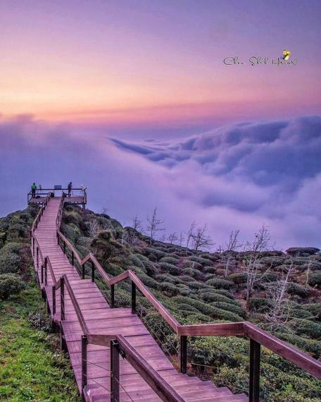 走上絕美茶園觀景步道，欣賞360度的雲霧療癒景色...
