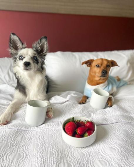 「Home 2 Suites」和當地救援機構合作，推出了超可愛的
🐶狗狗陪住活動...