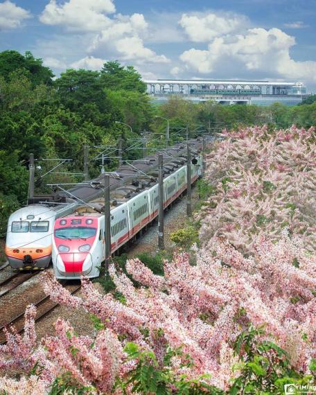 楠梓車站配著花旗木美景...