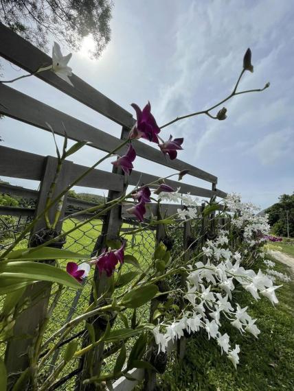 白腊村、小夏威夷瀑布...