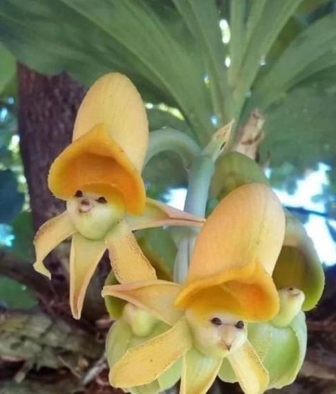 帽子花帽子花帽子花......