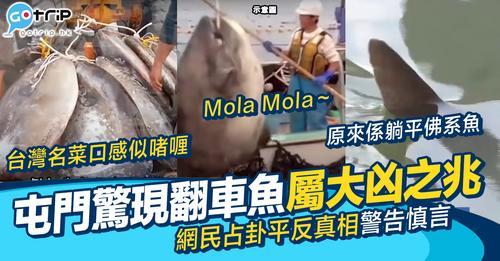 早前屯門驚現一條怪魚，原來唔係鯊魚...