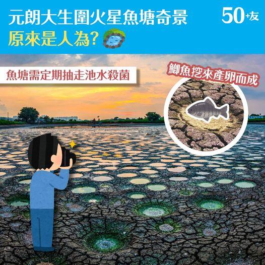 大生圍附近有個漁塘因為乾涸，出現了一個個圓形坑洞奇景...
