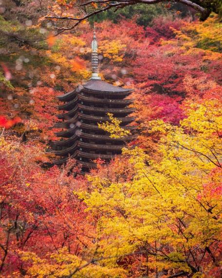 身為知名春天賞櫻、秋天賞楓名勝的「談山神社」...