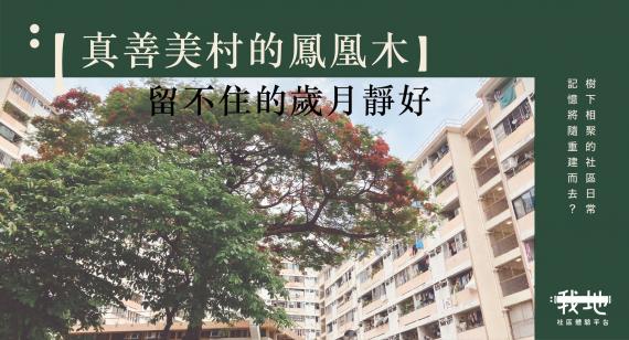真善美村的鳳凰木 留不住的歲月靜好...
