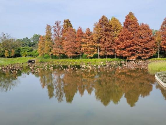 香港濕地公園觀賞紅葉落羽松，蘆葦叢美景...