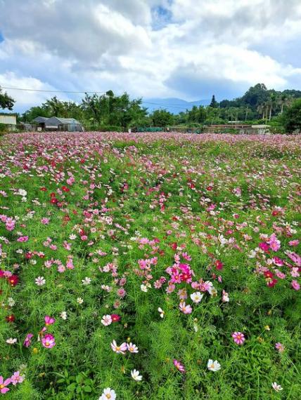 錦田鄉村俱樂部，波斯菊花海...