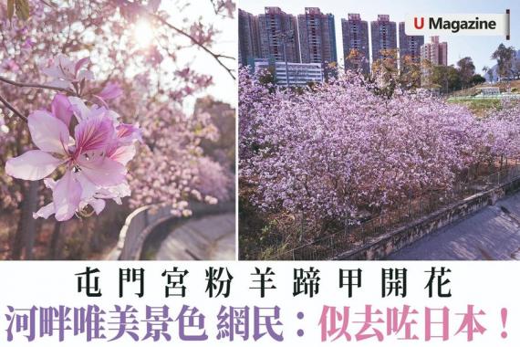 屯門小河邊嘅宮粉羊蹄甲...