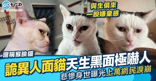 有名貓奴喺愛貓去世後領養咗一隻外表奇特嘅黑白貓...