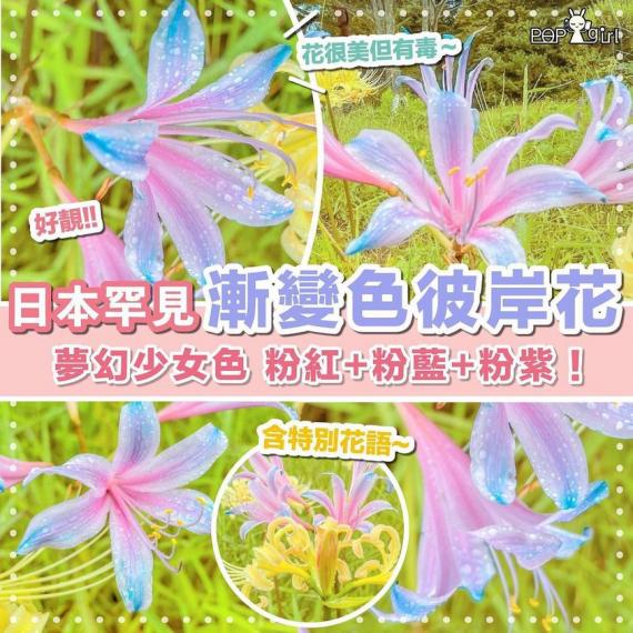 日本罕見漸變色彼岸花...