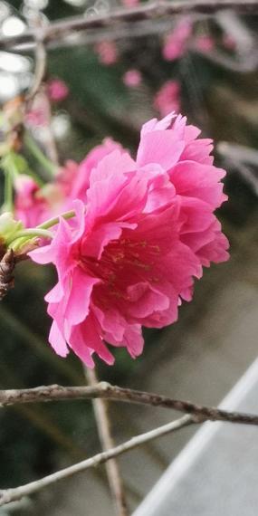 復瓣山櫻花復瓣山櫻花...