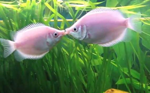 接吻魚又叫親嘴魚,香吻
魚等,原産於泰國,印度
尼西亞,蘇門答臘,此魚
喜接吻而得名,不僅異
性吻,同性亦一樣吻,
而接吻並非友情表示
而是一種爭鬥動作。... 接吻魚又叫親嘴魚,香吻
魚等,原産於泰國,印度
尼西亞,蘇門答臘,此魚
喜接吻而得名,不僅異
性吻,同性亦一樣吻,
而接吻並非友情表示
而是一種爭鬥動作。...