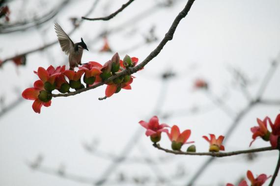火紅的花朵多在三、四月間開放...