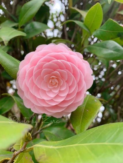 山茶花山茶花山茶花山茶花...