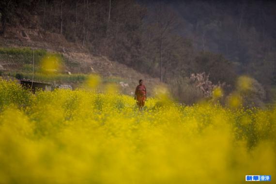 尼泊爾田間盛開的芥菜花...