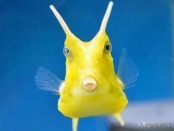 長角牛魚系太平洋印度
洋近海魚類,它最大的
特點在受驚或受攻擊時
會從皮膚分泌有毒物質
來保護自己同時殺死身
邊的魚類。...