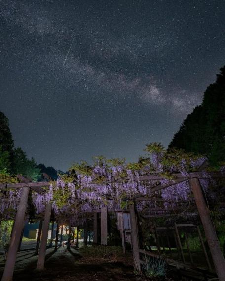 京都的紫藤花配上滿天星斗...