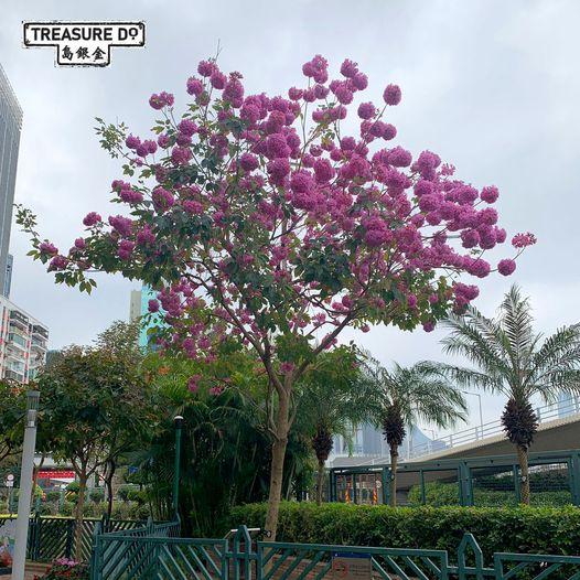 攝於農曆年間嘅維園......